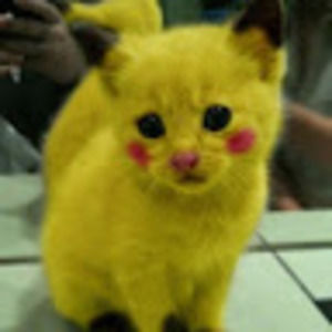 Meet your Posher, Max